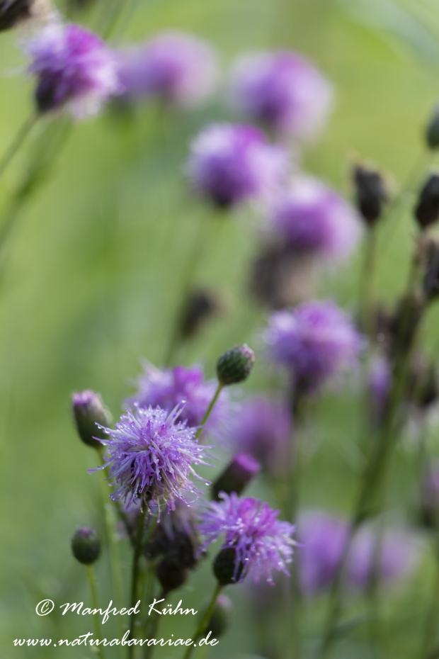 Kratzdistel (Acker-)_0019