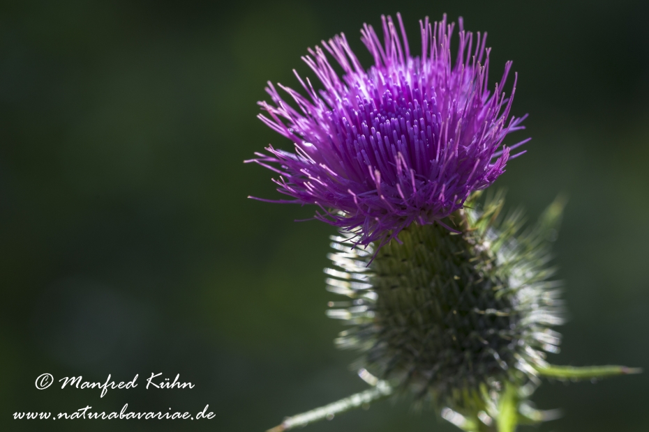 Kratzdistel (gewoehnliche)_0001