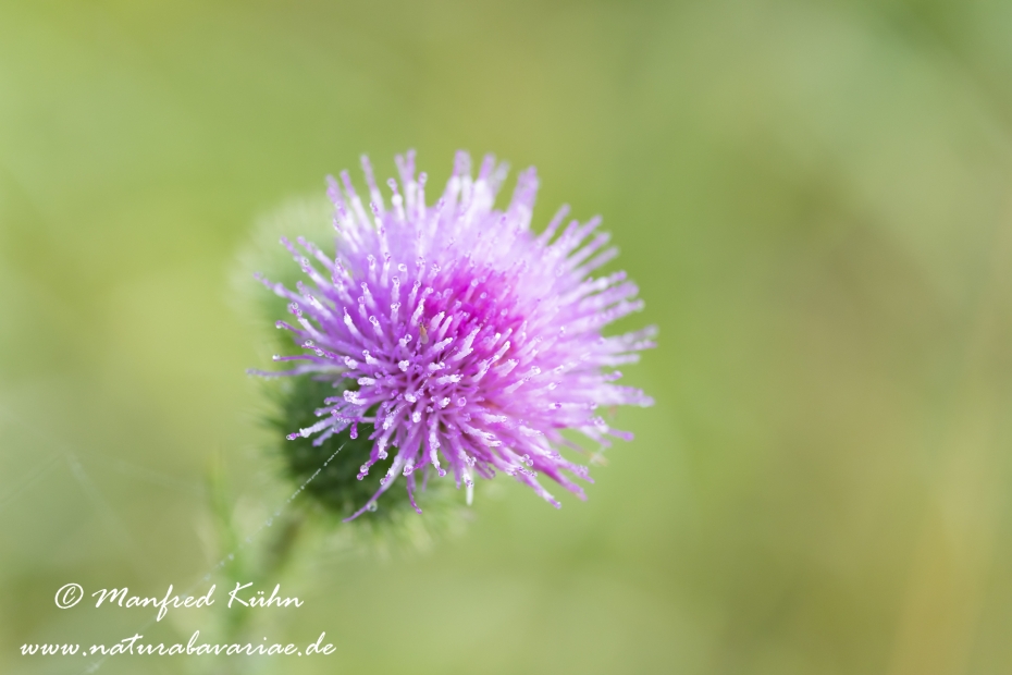 Kratzdistel (gewoehnliche)_0003