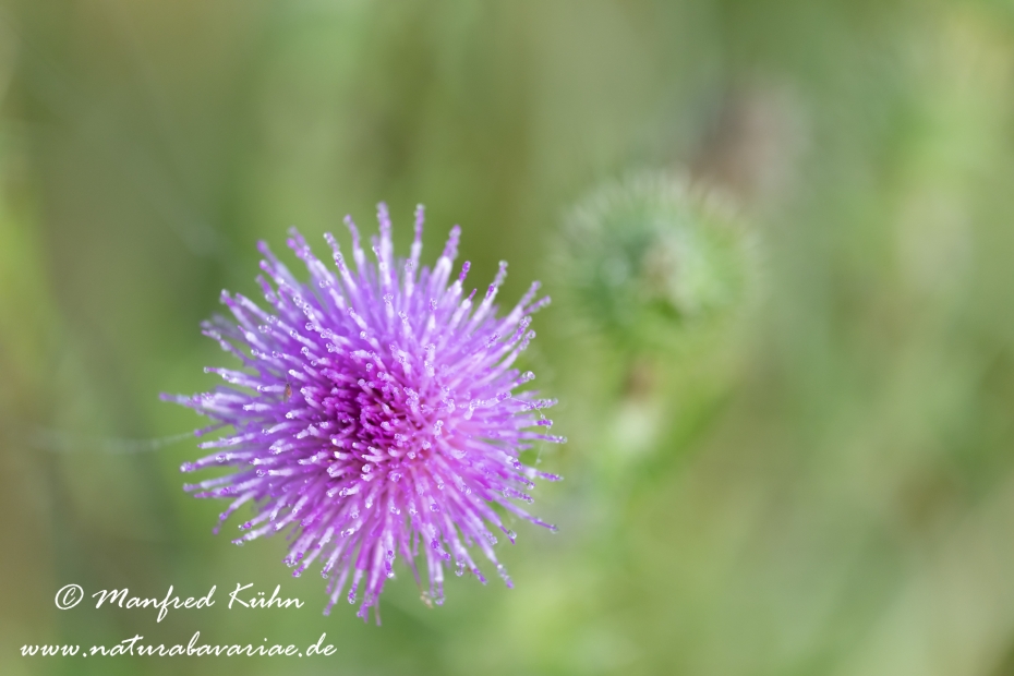 Kratzdistel (gewoehnliche)_0005