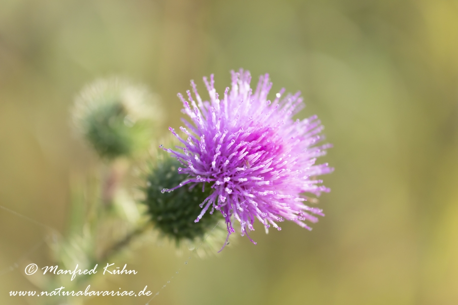 Kratzdistel (gewoehnliche)_0008