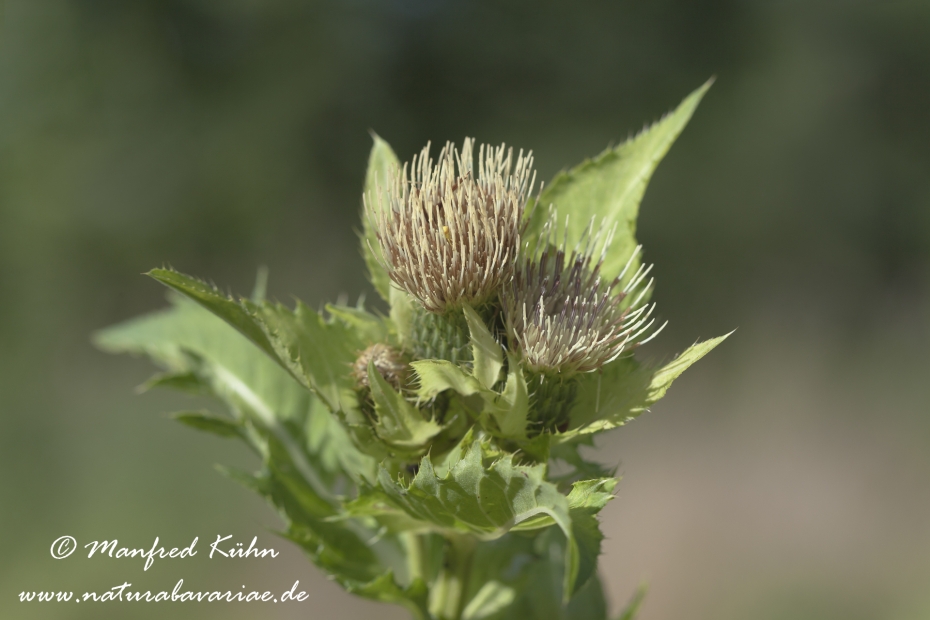 Kratzdistel (Kohl-)_0001