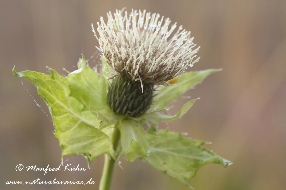 Kratzdistel (Kohl-)_0009