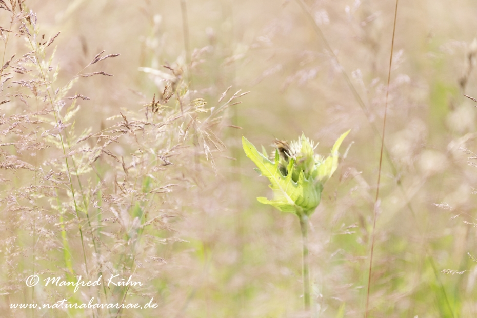 Kratzdistel (Kohl-)_0012