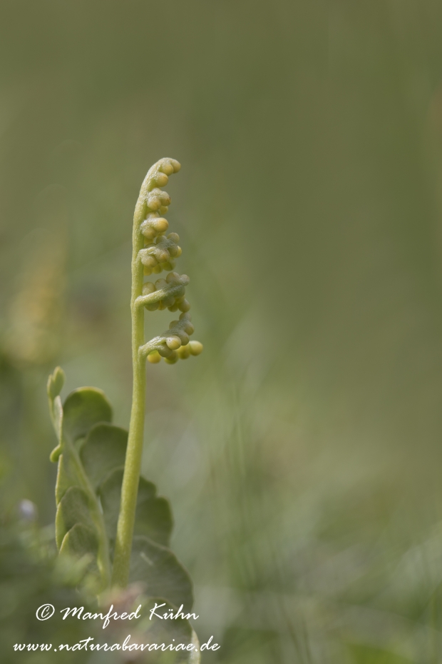 Mondrauke (Echte)_0004