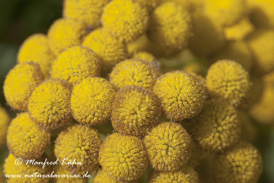 Rainfarn ()_0003