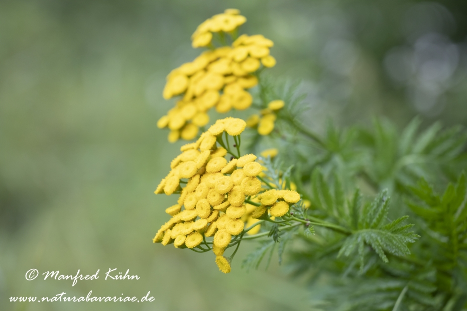 Rainfarn ()_0009