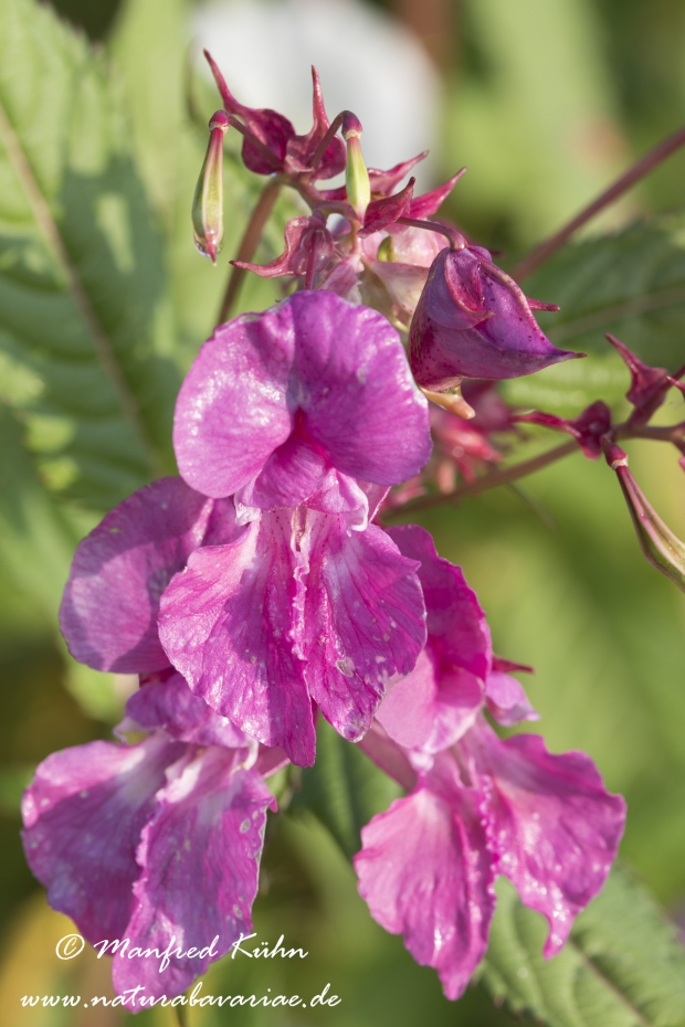 Springkraut (druesiges)_0010