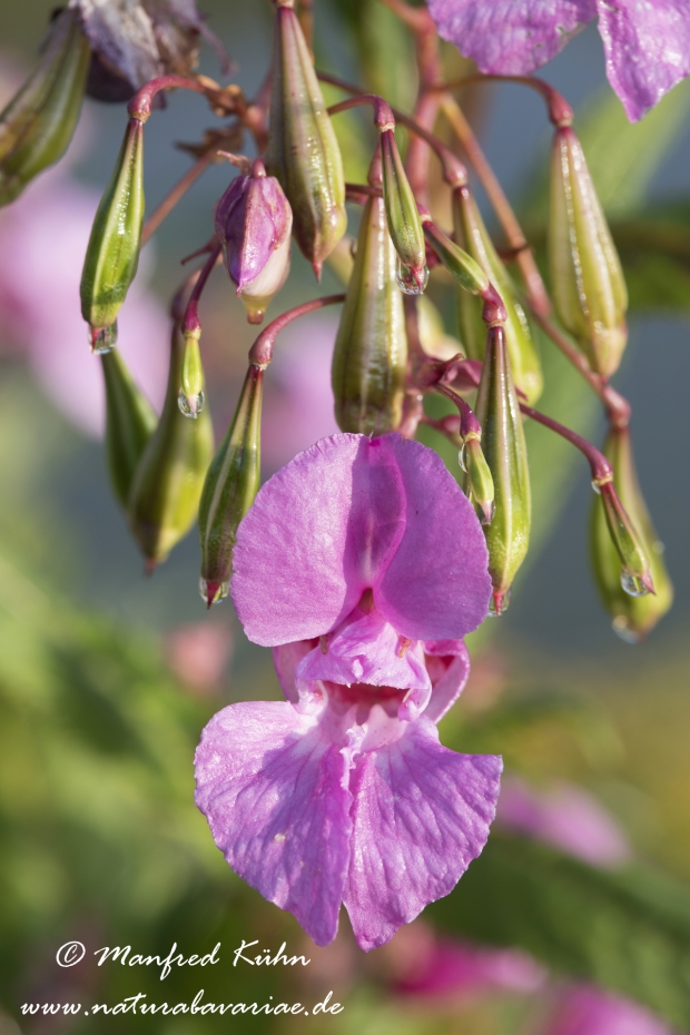 Springkraut (druesiges)_0011