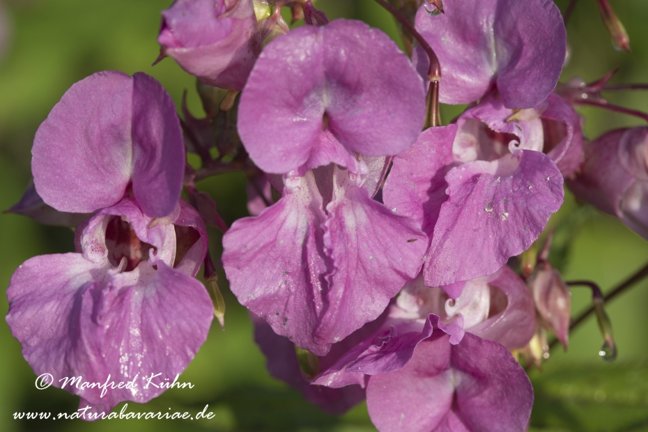 Springkraut (druesiges)_0014