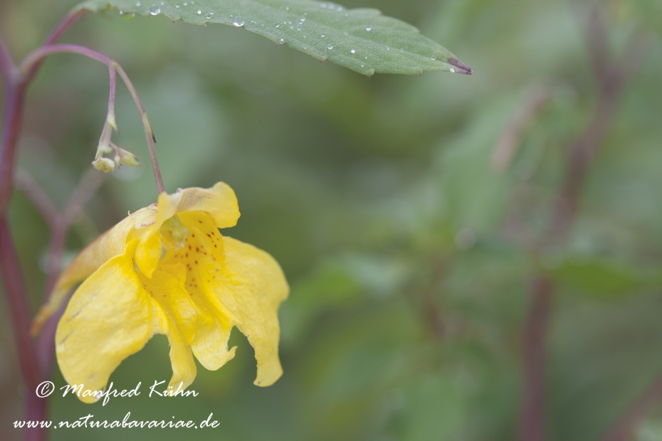 Springkraut (Großes)_0001