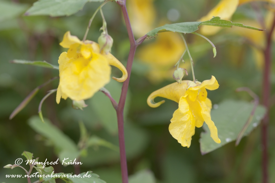 Springkraut (Großes)_0002