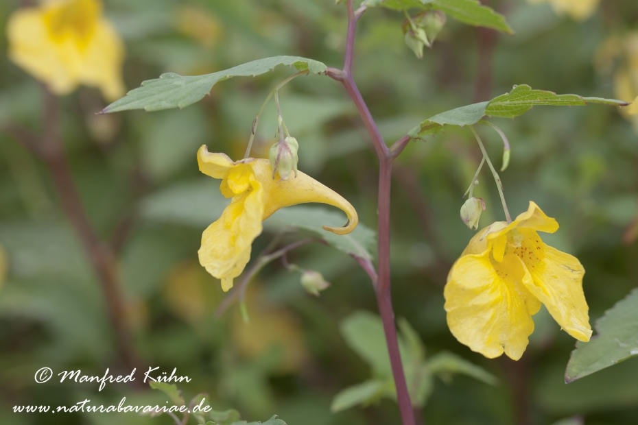 Springkraut (Großes)_0004