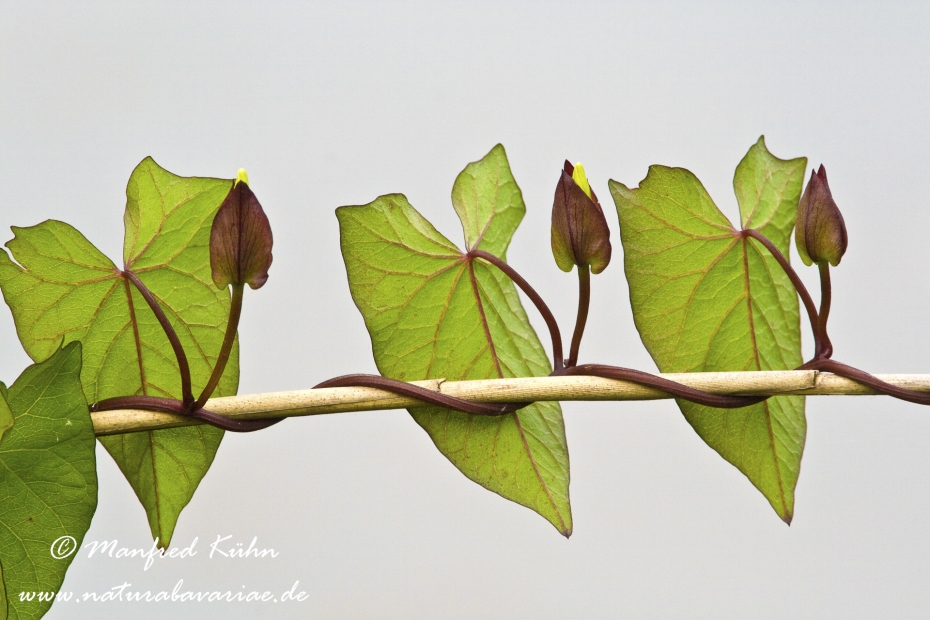 Winde (Zaun-)_0001