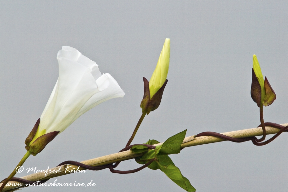 Winde (Zaun-)_0004