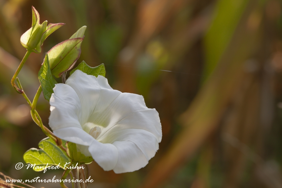 Winde (Zaun-)_0009