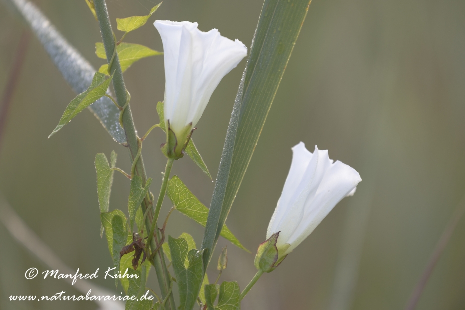 Winde (Zaun-)_0012