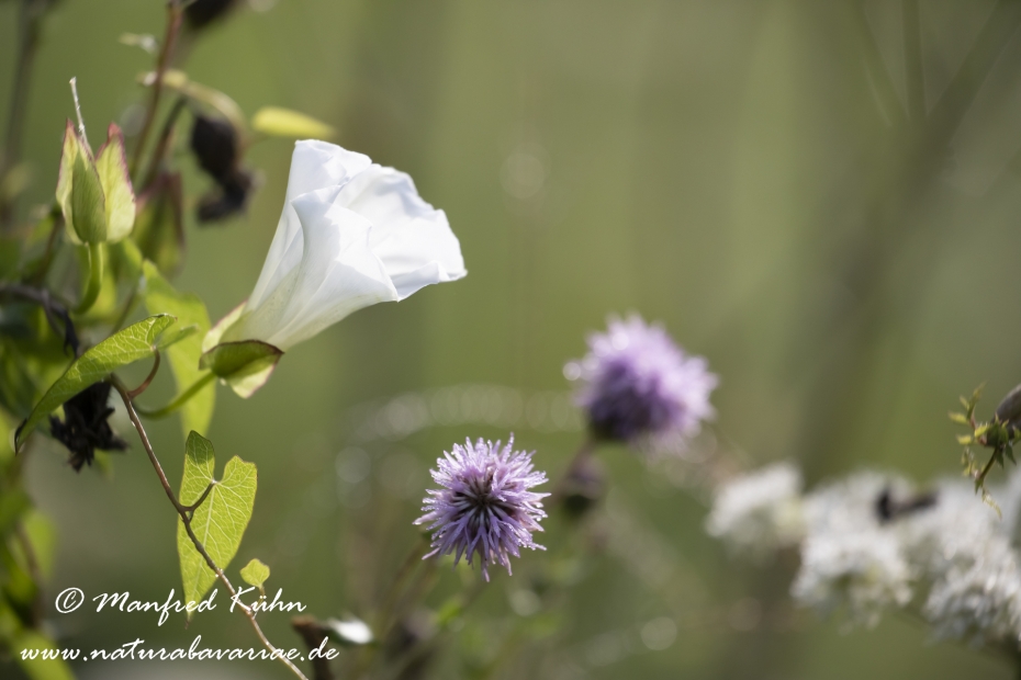 Winde (Zaun-)_0014