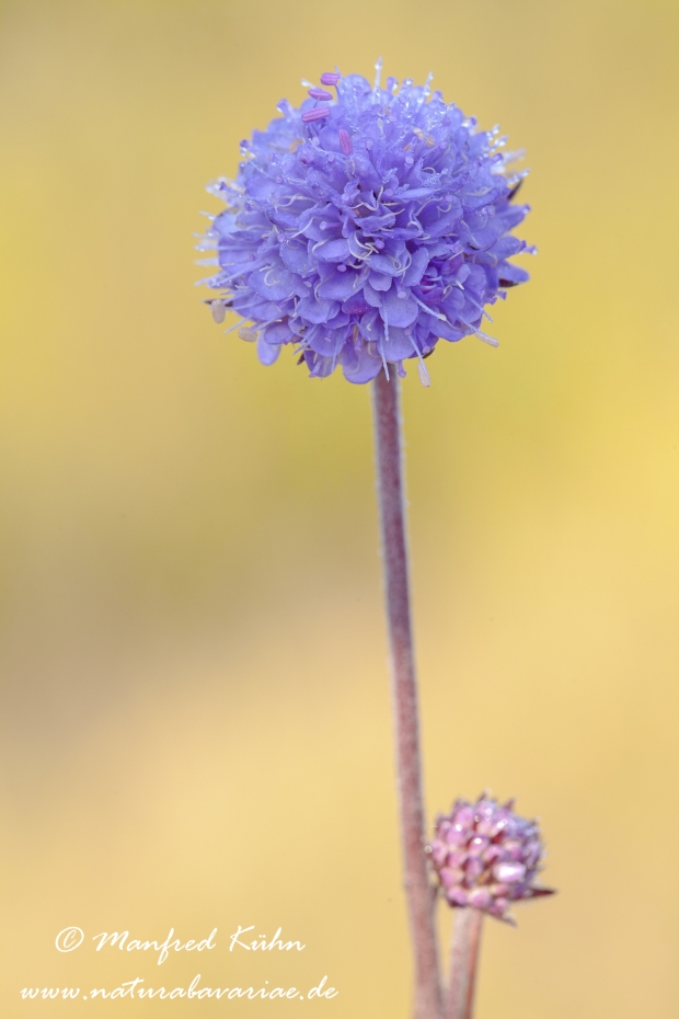 Witwenblume (Wiesen-)_0004