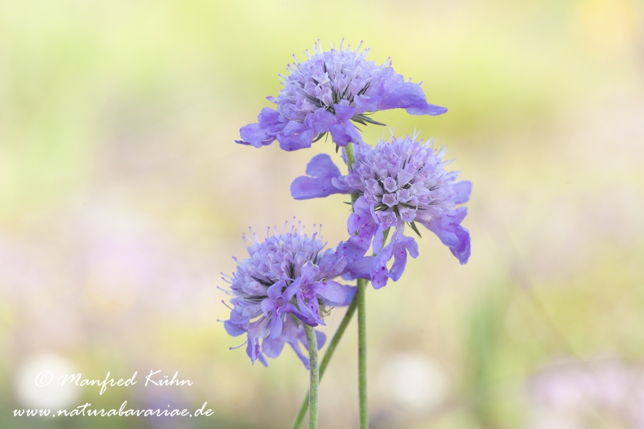 Witwenblume (Wiesen-)_0005