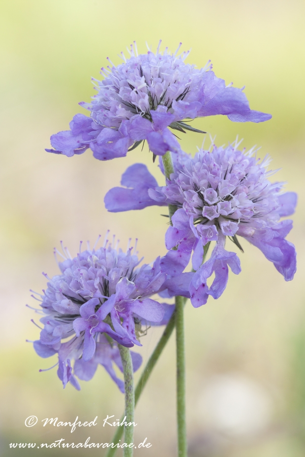 Witwenblume (Wiesen-)_0006