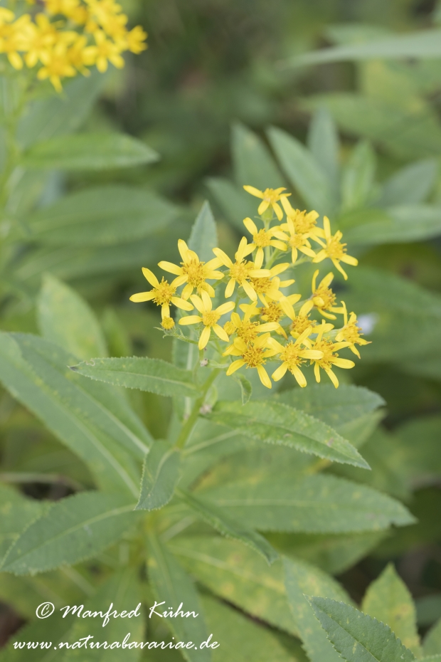 Greiskraut (Fluss-)_0004