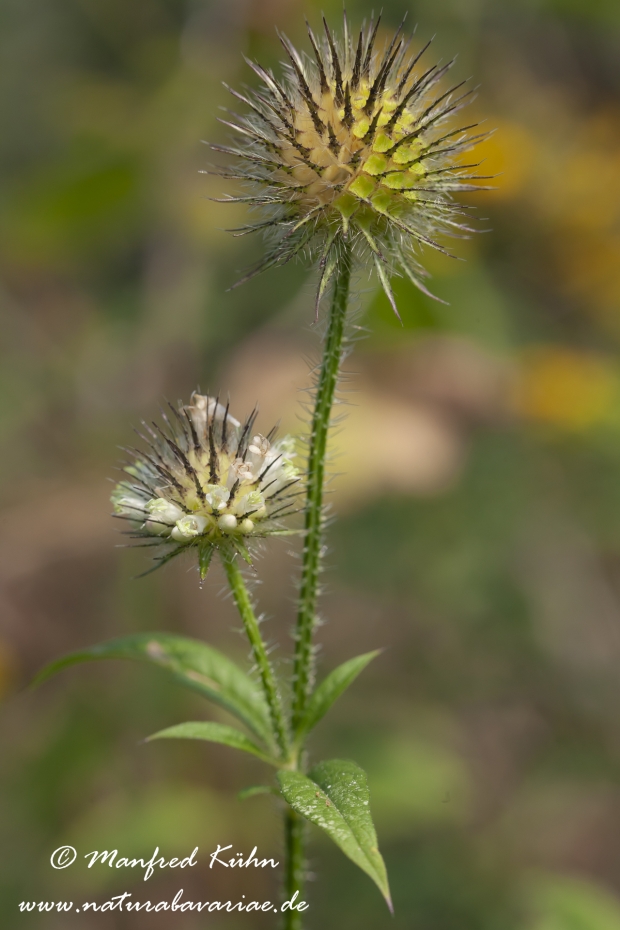 Karde (behaarte)_0001
