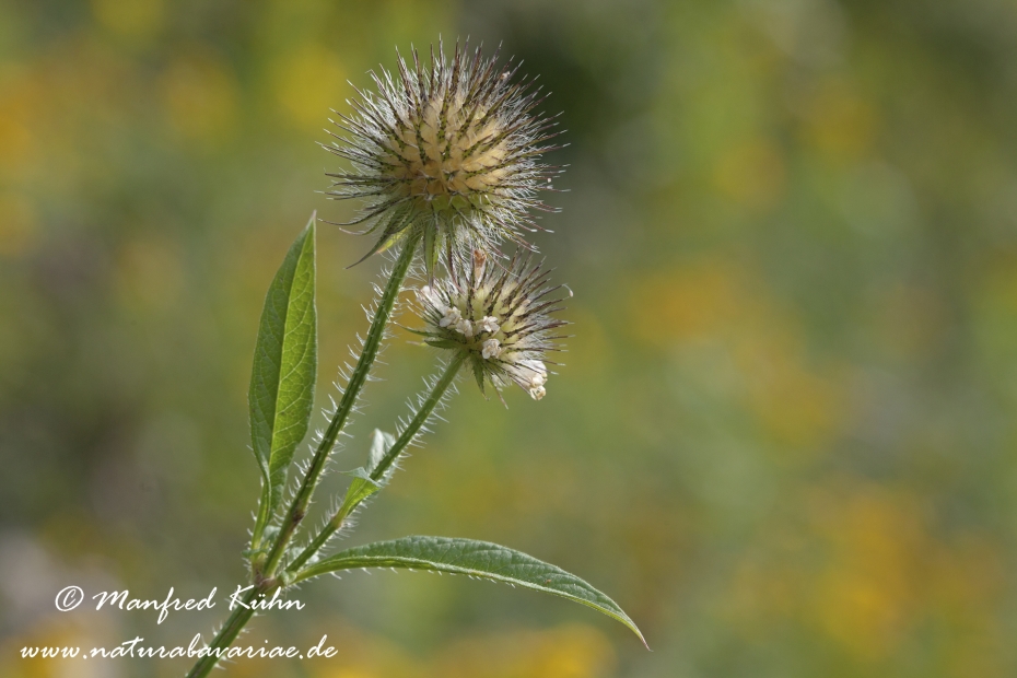 Karde (behaarte)_0002