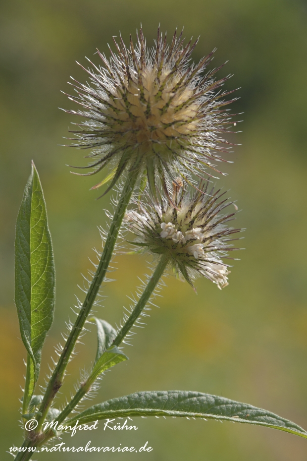 Karde (behaarte)_0004