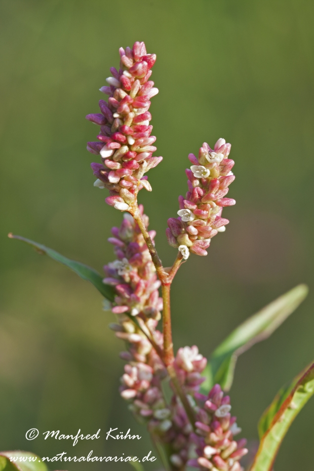 Knöterich (Floh-)_0001