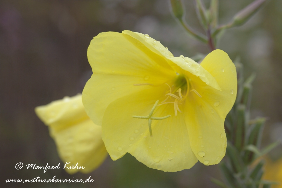 Nachtkerze (Gemeine)_0001