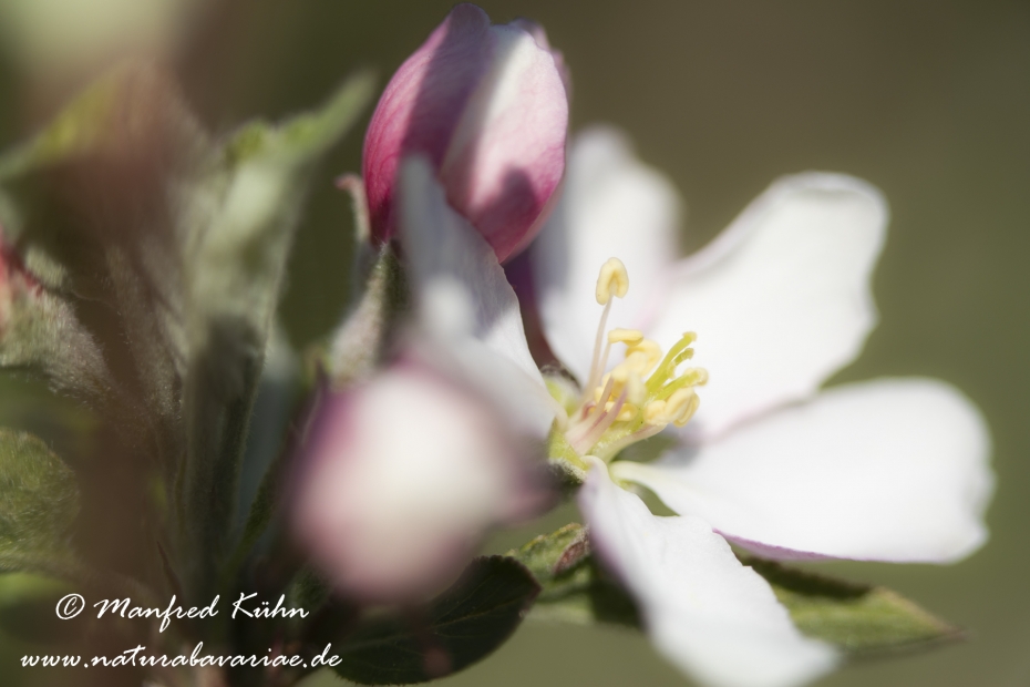 Apfel (Speiseapfel)_0018