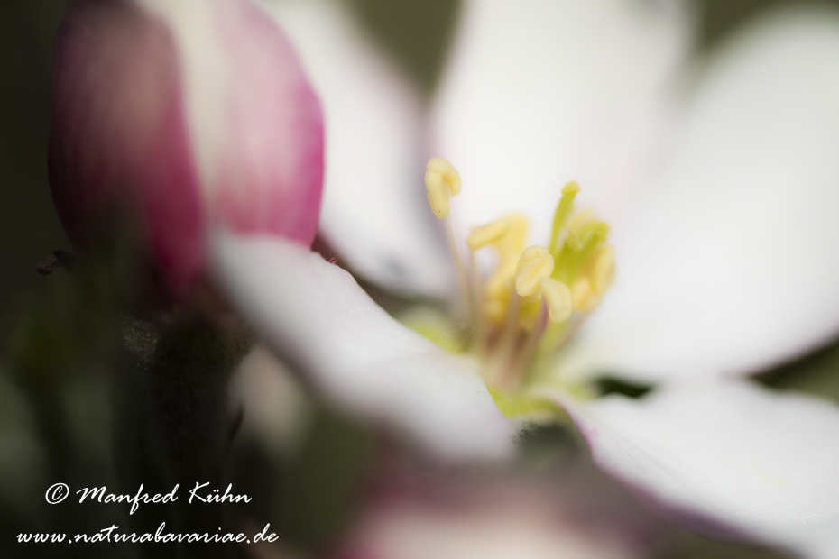 Apfel (Speiseapfel)_0019