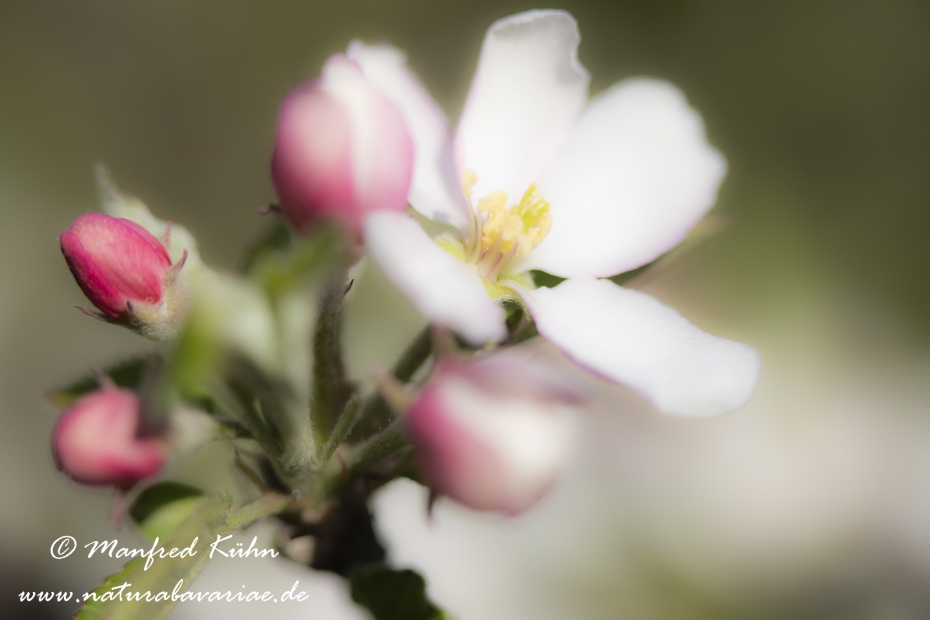 Apfel (Speiseapfel)_0021