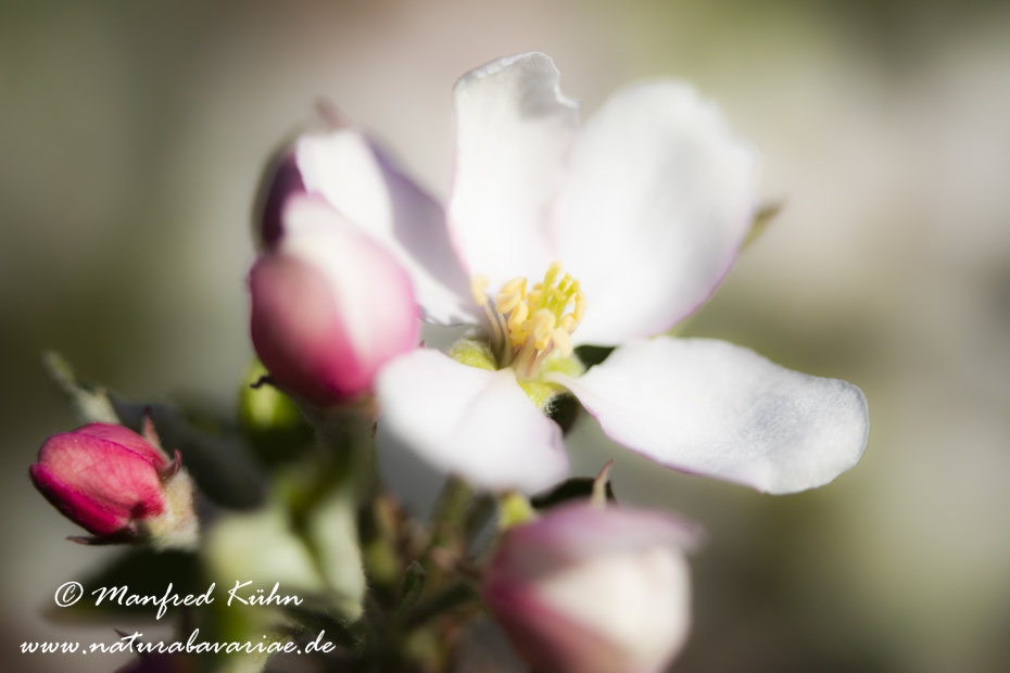 Apfel (Speiseapfel)_0022