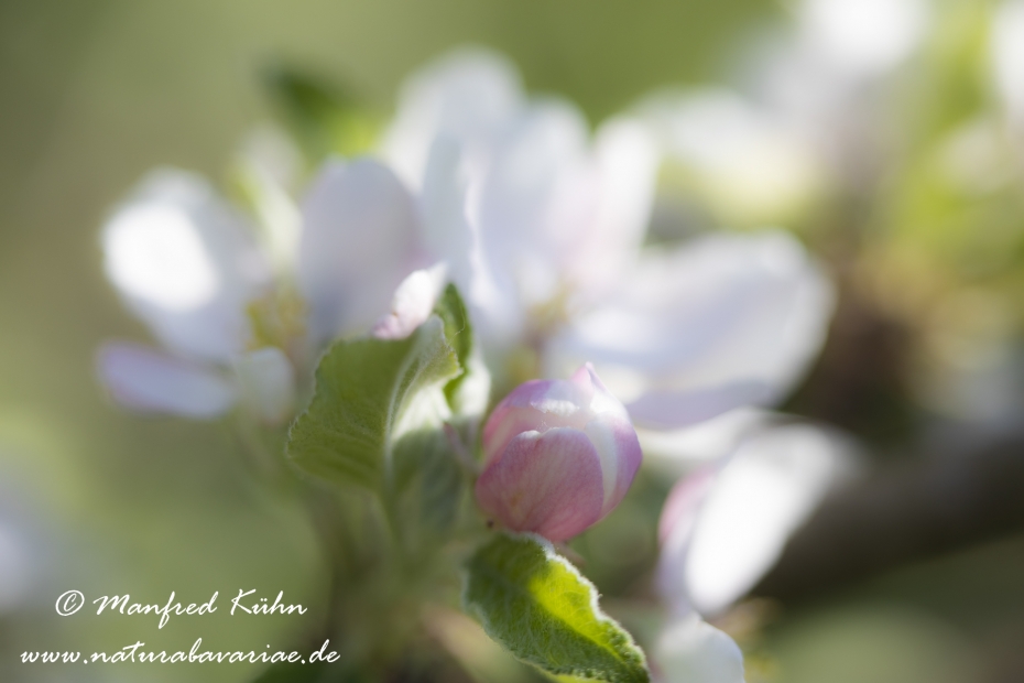 Apfel (Speiseapfel)_0025