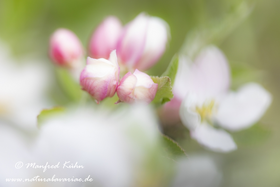 Apfel (Speiseapfel)_0028