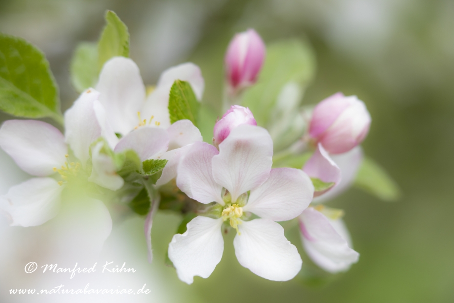 Apfel (Speiseapfel)_0032