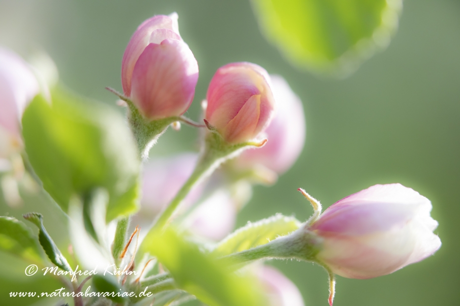 Apfel (Speiseapfel)_0036