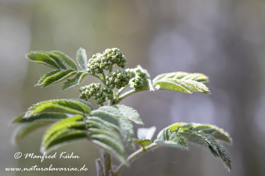 Eberesche ()_0021