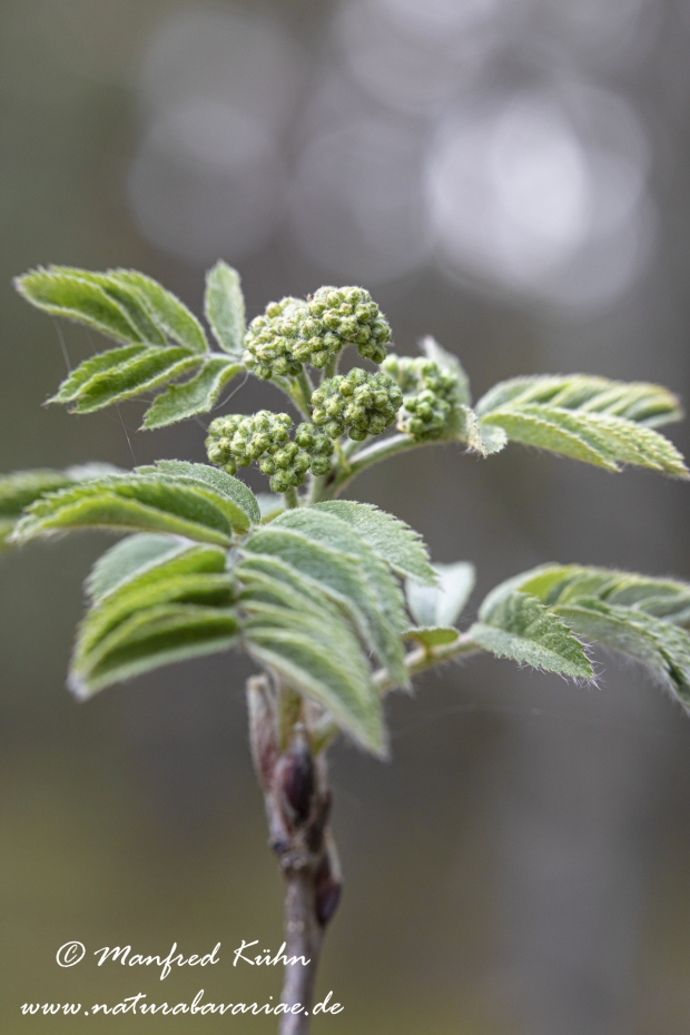 Eberesche ()_0023