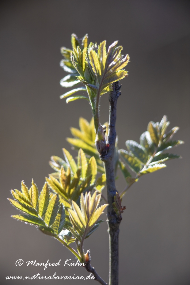 Eberesche ()_0024