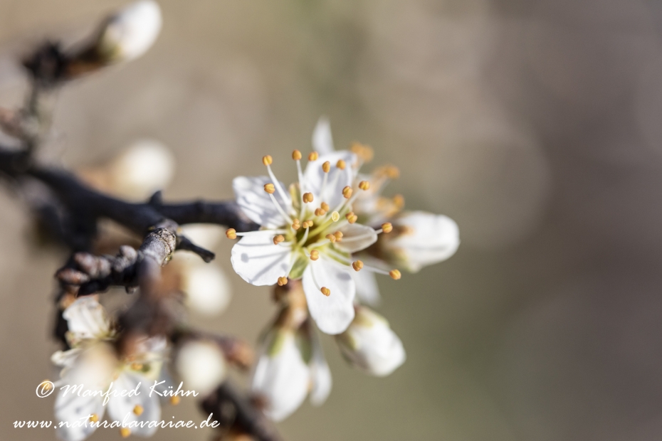 Schlehe ()_0028