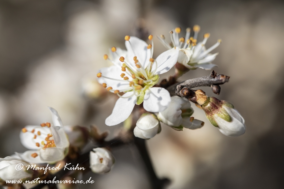 Schlehe ()_0033