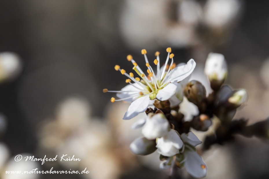 Schlehe ()_0035