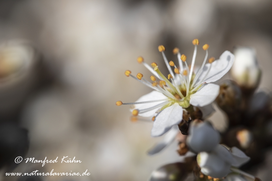Schlehe ()_0039