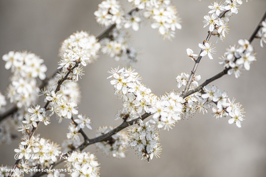 Schlehe ()_0041