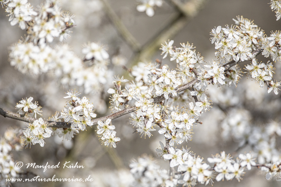 Schlehe ()_0042