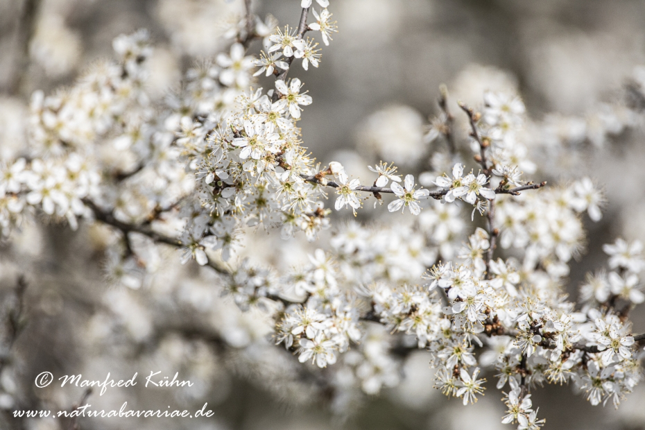 Schlehe ()_0044