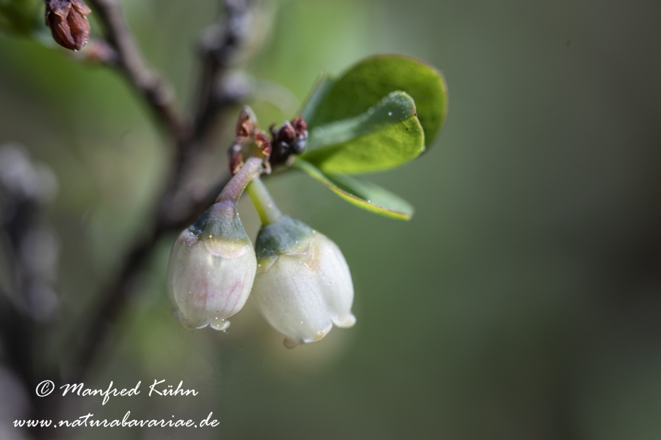 Rauschbeere ()_0003
